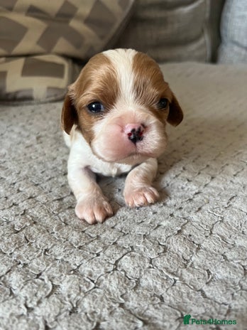 Cavalier King Charles Spaniel dogs Male and female available - Advert 1