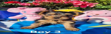 Yorkshire Terrier Puppy 3