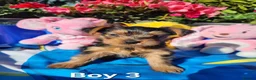 Yorkshire Terrier dogs for sale: 3 beautiful yorkie males - Advert 7