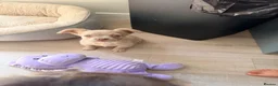 French Bulldog dogs for sale: 💕 gorgeous fluffy frenchie girl  - Advert 4