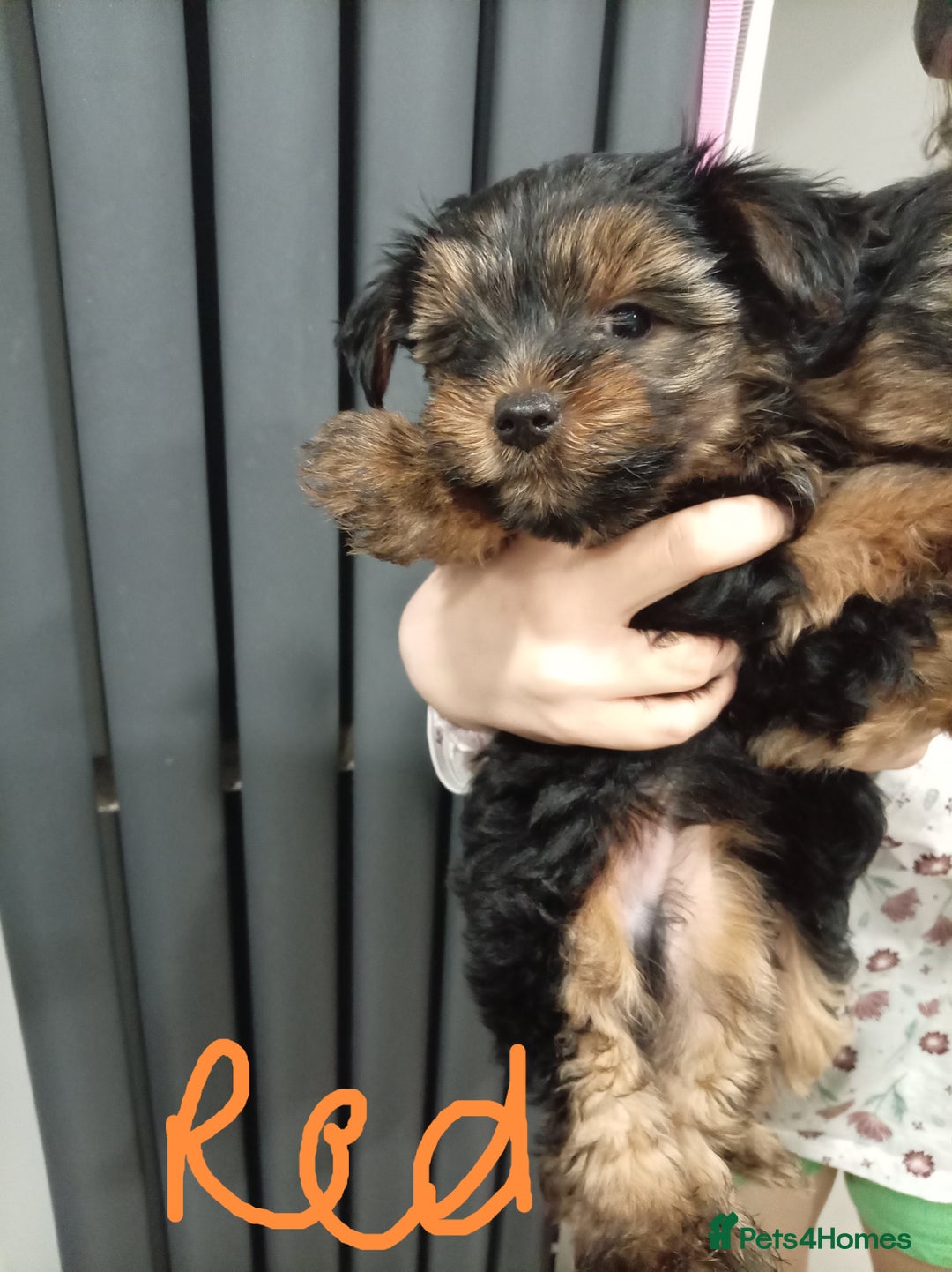 Chorkie dogs for sale: Two amazing Yorkie boys - Advert 7