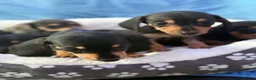 Dachshund dogs for sale: Beautiful black and cream puppies available  - Advert 3