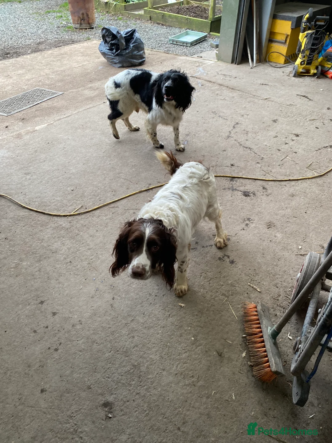 English Springer Spaniel dogs for sale: Springer spaniel pups - Advert 3
