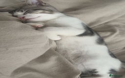 Domestic Shorthair cats for sale: Male kitten  - Image 3