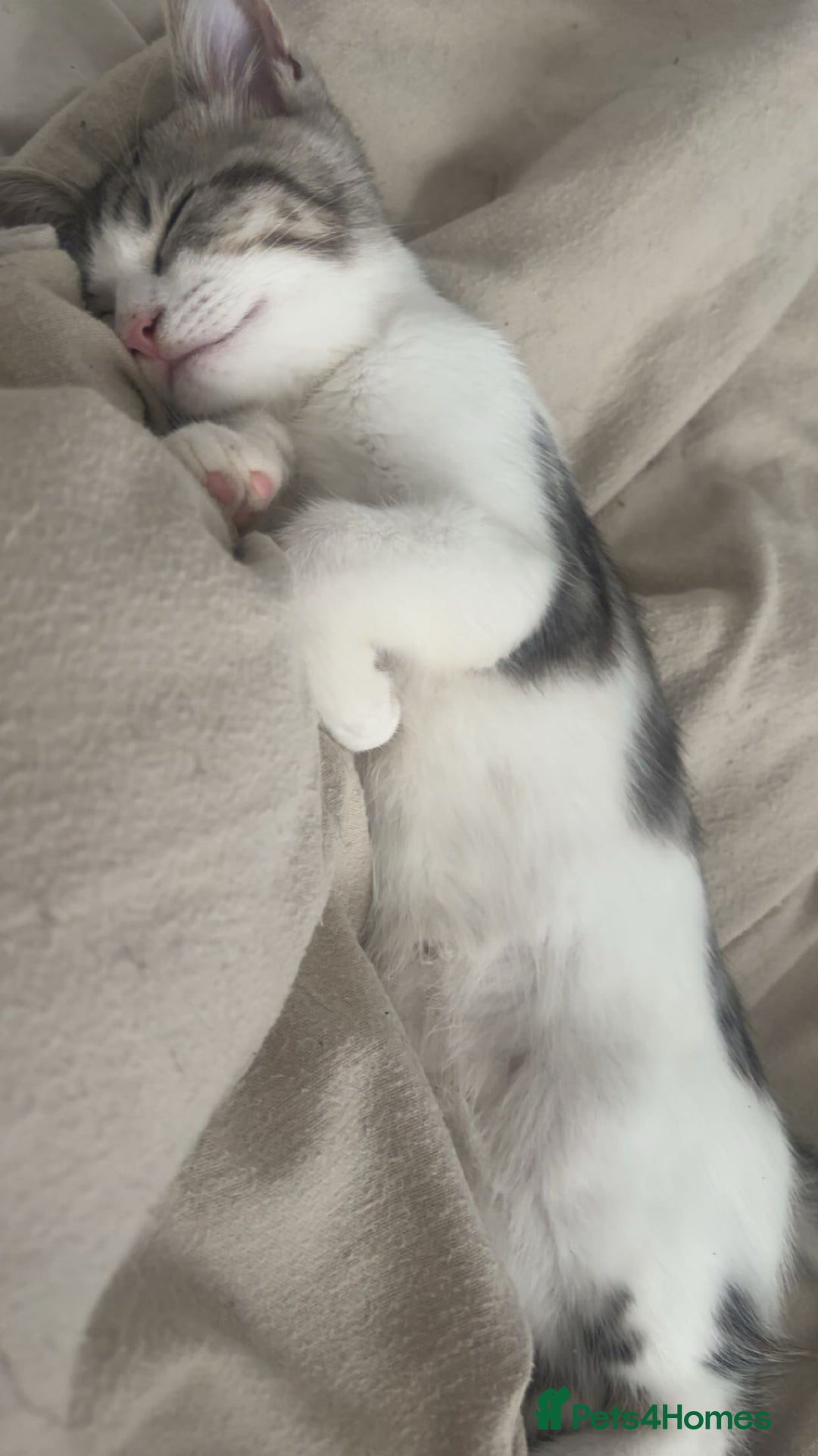 Domestic Shorthair cats for sale: Male kitten  - Image 3