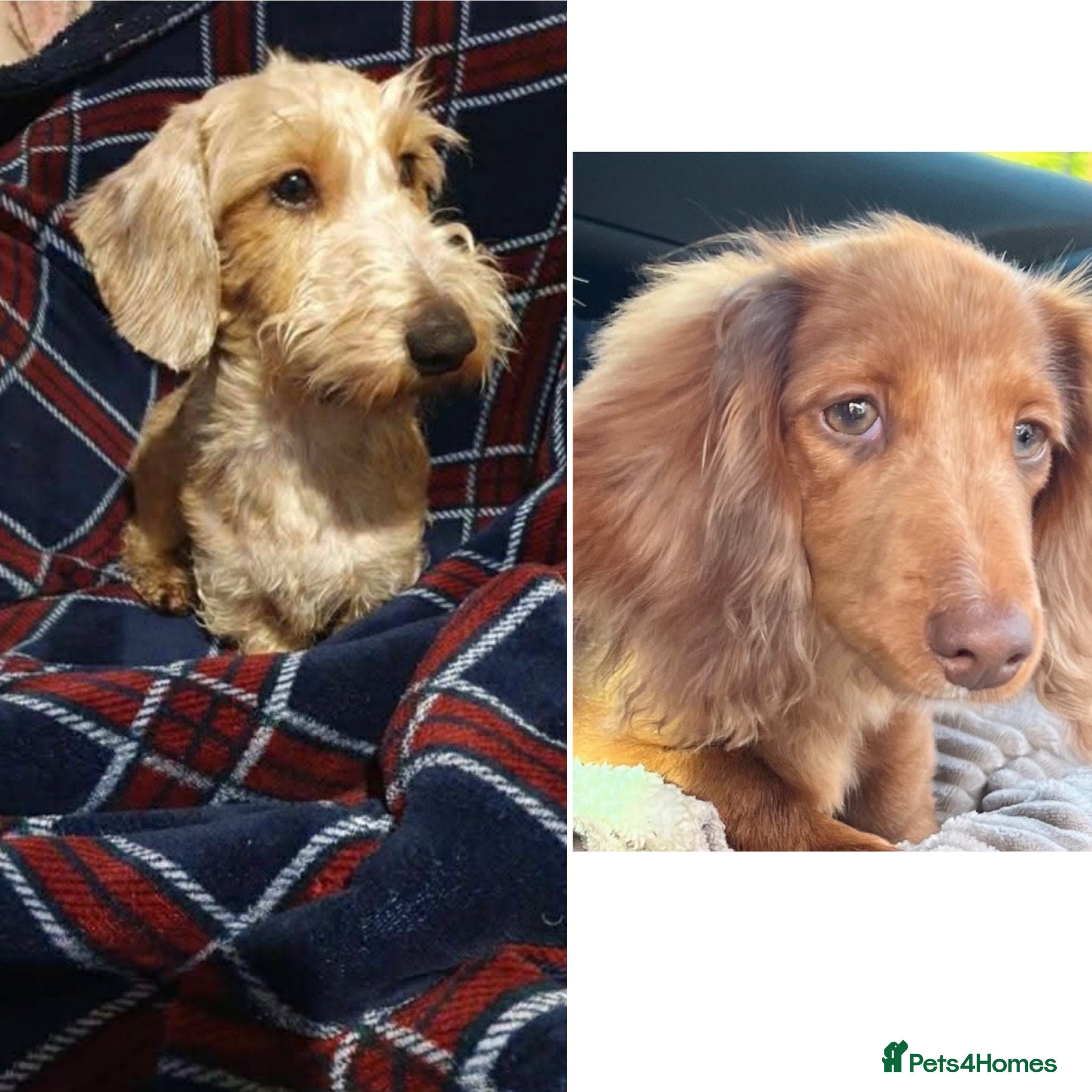 Miniature Dachshund dogs Beautiful Longhair/Wirehair Dachshunds - Advert 3