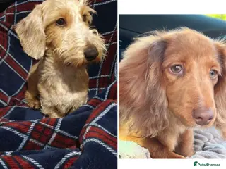 Miniature Dachshund dogs Beautiful Longhair/Wirehair Dachshunds - Advert 3