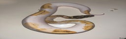 Snake reptiles for sale: Super pastel pied ball python - Advert 1