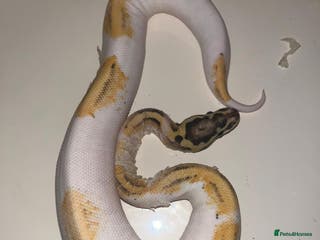Snake reptiles Super pastel pied ball python - Advert 6