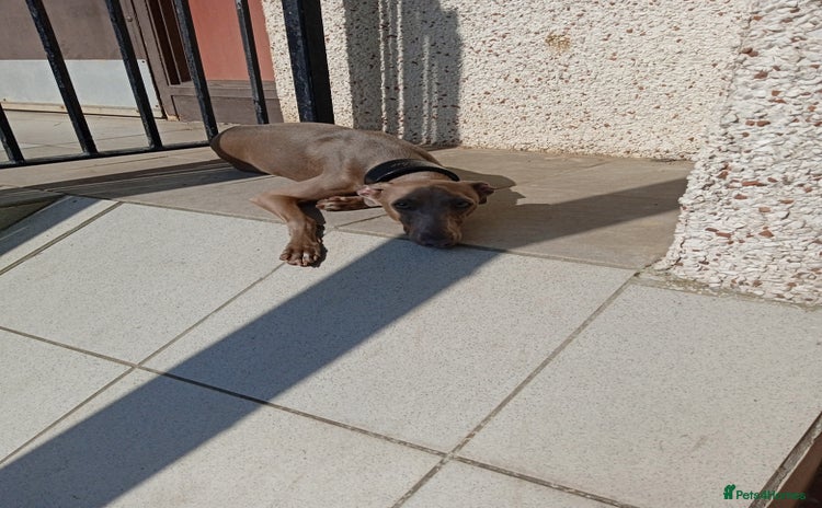 Italian Greyhound dogs - Advert 1