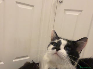 Maine Coon cats Momo male main coon mix - Advert 3