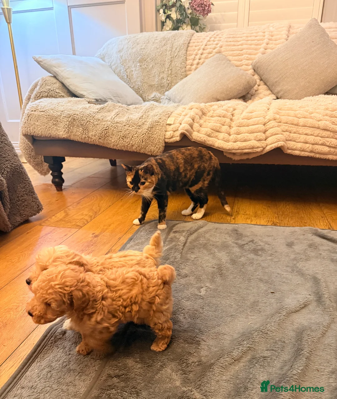 Maltipoo dogs for sale: DNA clear tiny toy F1b maltipoo puppy - Advert 10