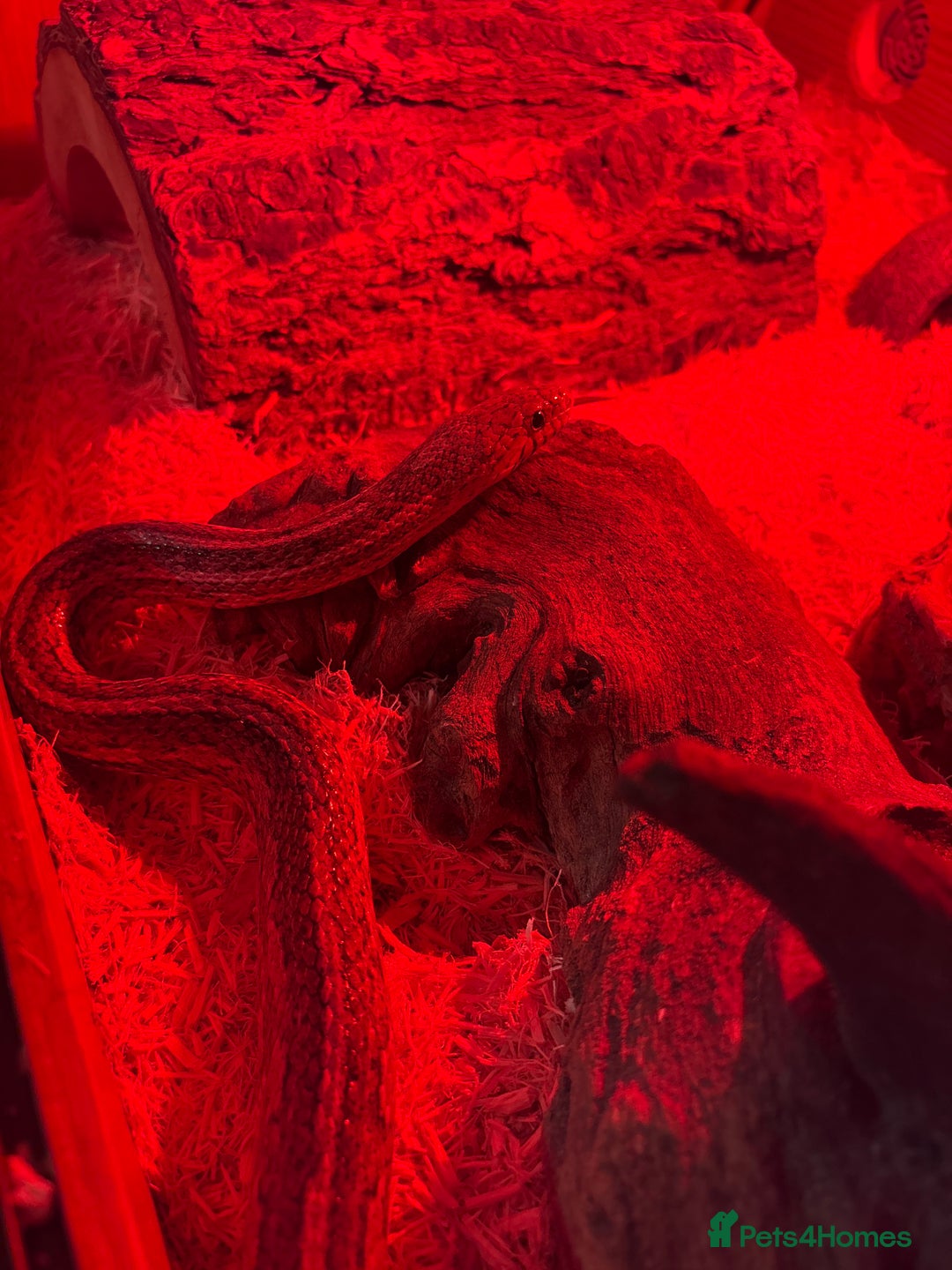 Corn Snake reptiles for sale: Male cornsnake and vivarium for sale  - Image 2