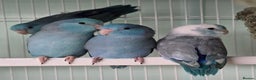Mixed Breed birds for sale: Stunning Baby Parrotlets available now!!! - Advert 7