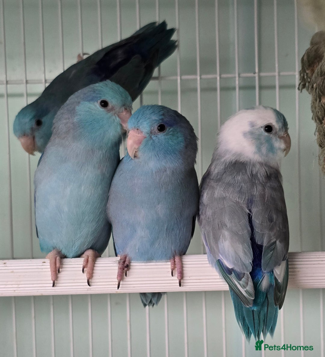 Mixed Breed birds for sale: Stunning Baby Parrotlets available now!!! - Advert 7