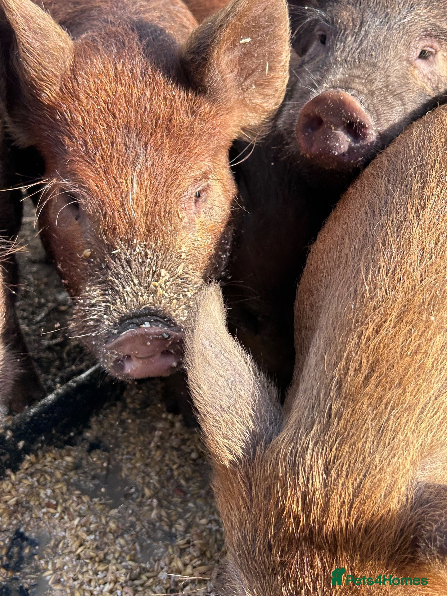 Pig livestock Juliana X kune kune boars - Advert 1