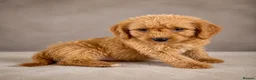 Labradoodle dogs for sale: Labradoodles ready to leave now!!  - Advert 5