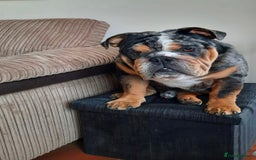 English Bulldog dogs for stud: 👑KING-KOJO👑 - Image 6