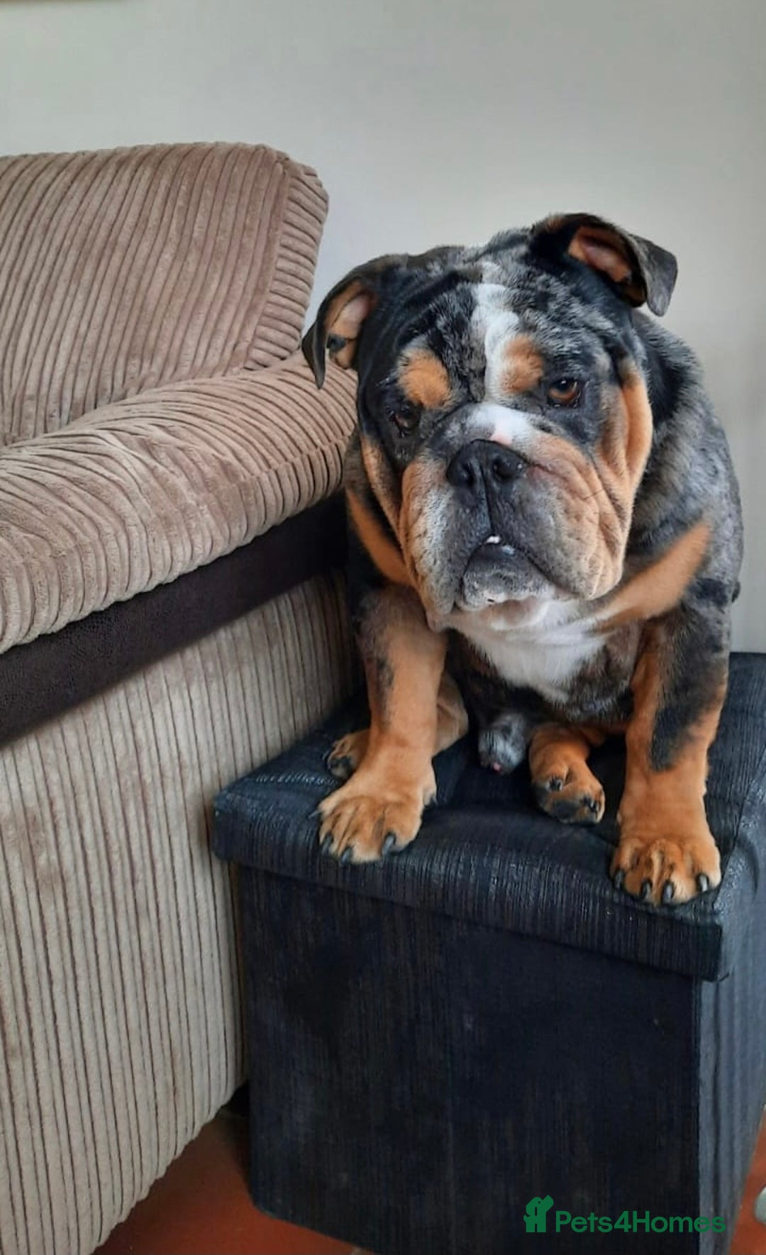 English Bulldog dogs for stud: 👑KING-KOJO👑 - Image 6