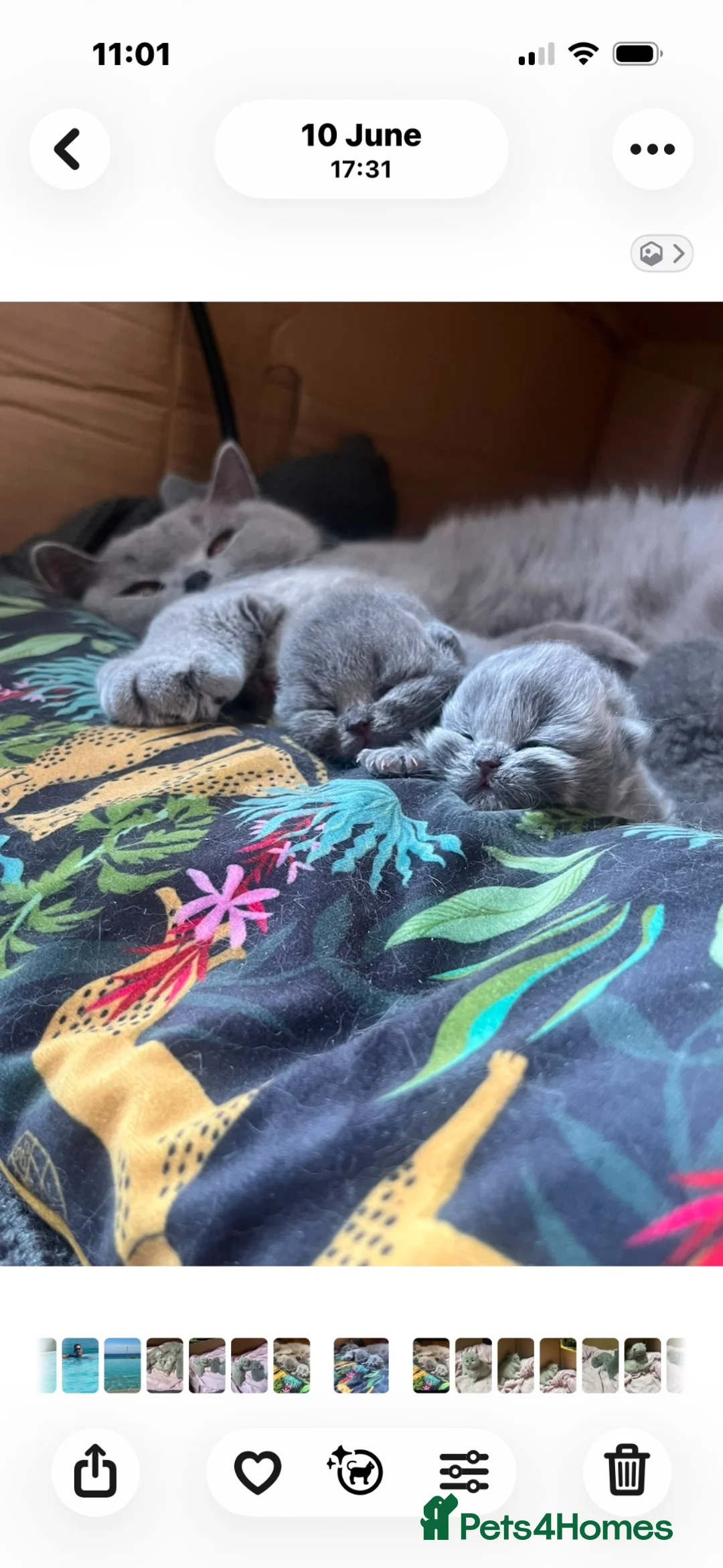 British Shorthair cats for sale: 5 Stunning BSH Blue and Lilac Kittens in Ashby-de-la-Zouch - Advert 1
