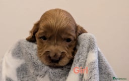 Cockapoo dogs for sale: Beautiful Cockapoo puppies 🐶 😍  - Image 15