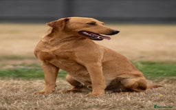 Labrador Retriever dogs for sale: Proven Health Tested KC Reg Fox Red Labrador Male  - Image 4