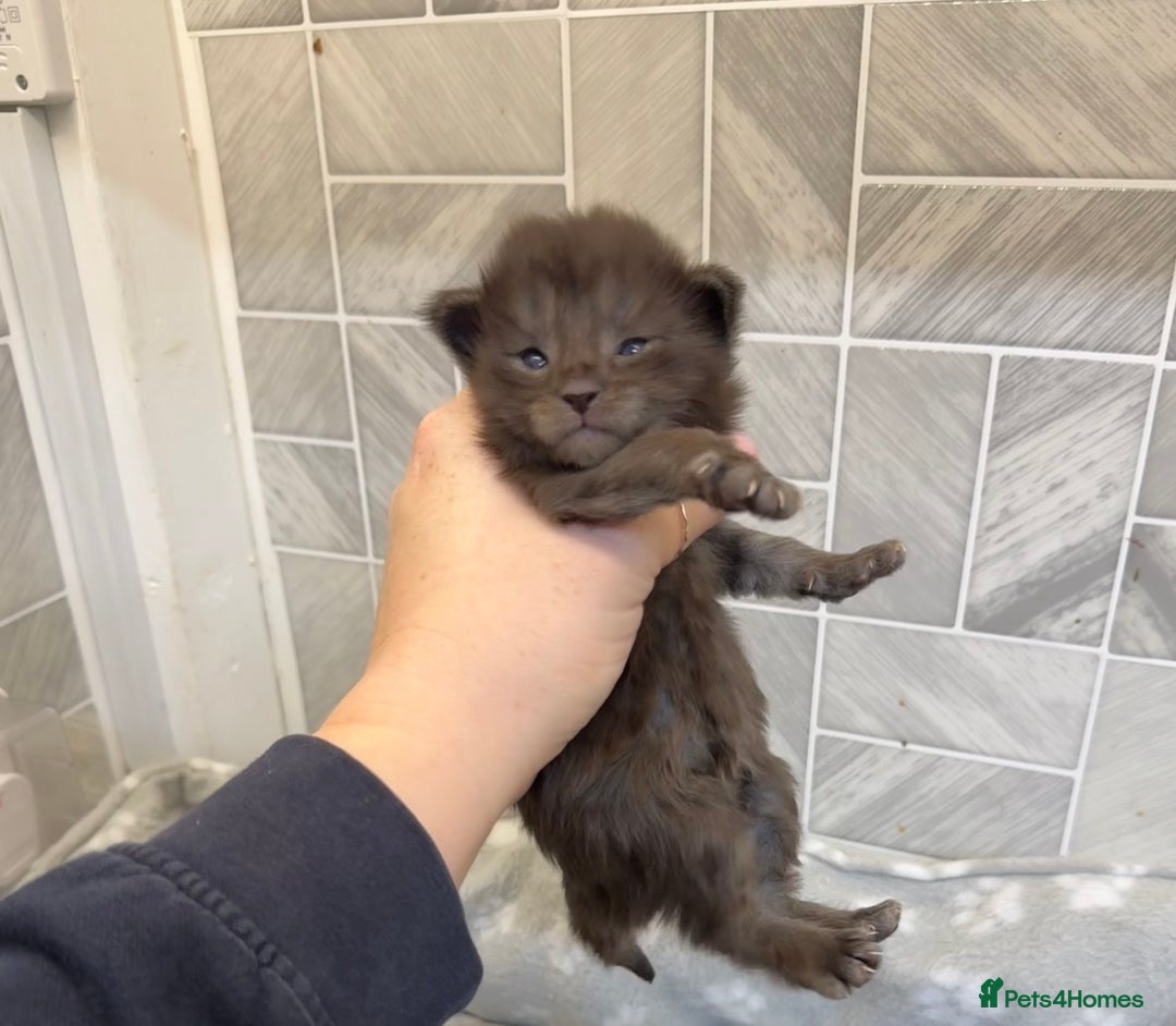 Maine Coon cats for sale: Black Smoke & Blue Smoke Maine Coon Kittens - Advert 1