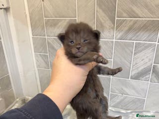 Maine Coon cats Black Smoke & Blue Smoke Maine Coon Kittens - Advert 1