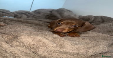 Miniature Dachshund dogs - Advert 2