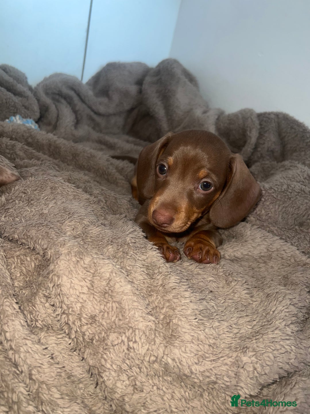 Miniature Dachshund dogs for sale: Last boy(Miniature Dachshunds)  - Image 2