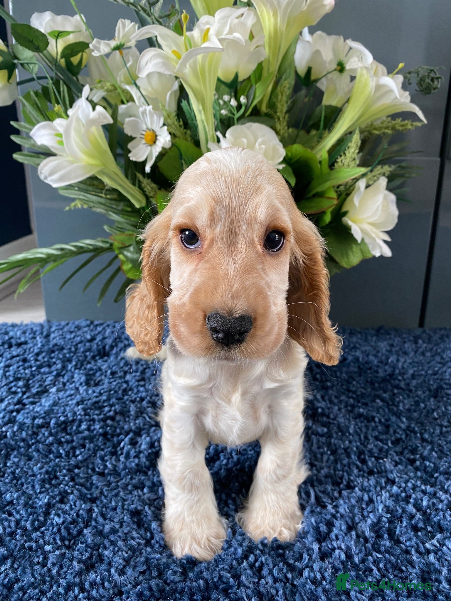 Cocker Spaniel dogs 🐶READY NOW 💝 Show type KC reg vaccinated - Advert 2