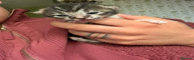 Ragdoll Kitten 2