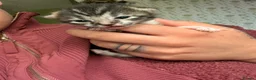 Ragdoll cats for sale: Ragdoll X Bombay in Stockbridge - Advert 5