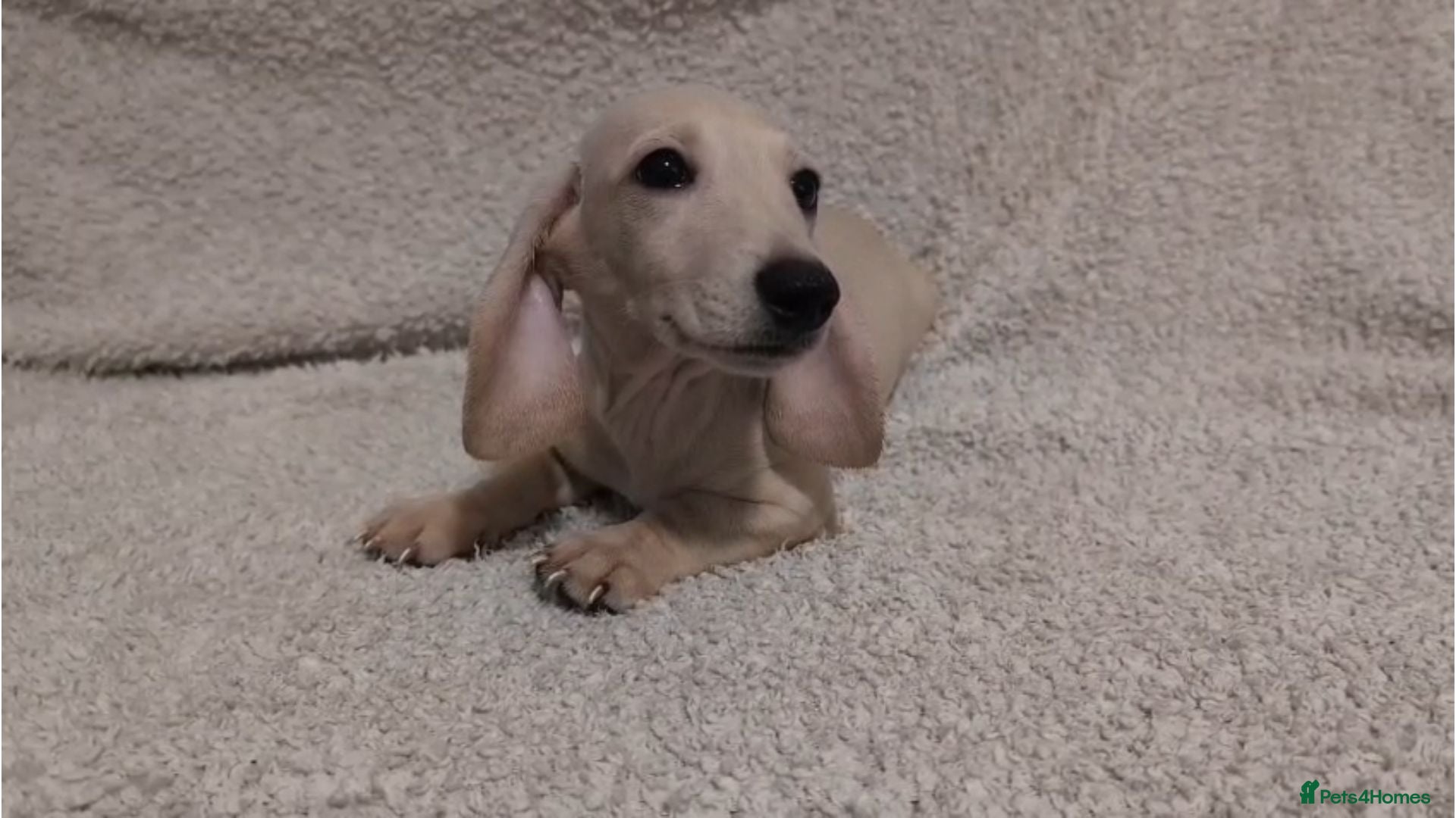 Miniature Dachshund dogs Cream Mini Dachshund Puppies KC Reg - Advert 1