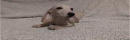 Miniature Dachshund dogs for sale: Cream Mini Dachshund Puppy Last one - Advert 14