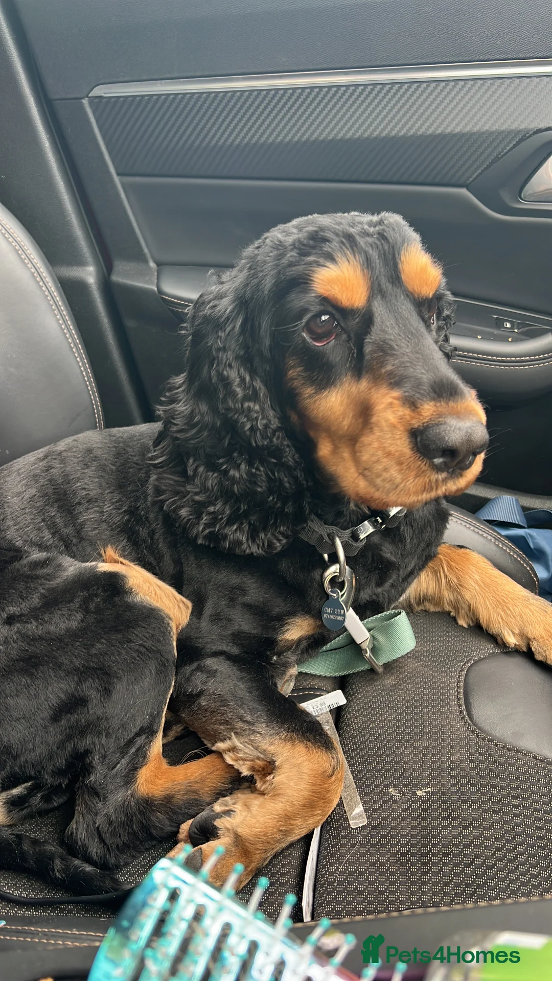 Cocker Spaniel dogs for sale: Beautiful Boy looking for forever home - Advert 8