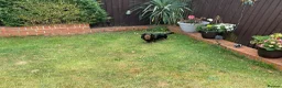 Dachshund dogs for stud: Long haired miniature dachshund  - Advert 11
