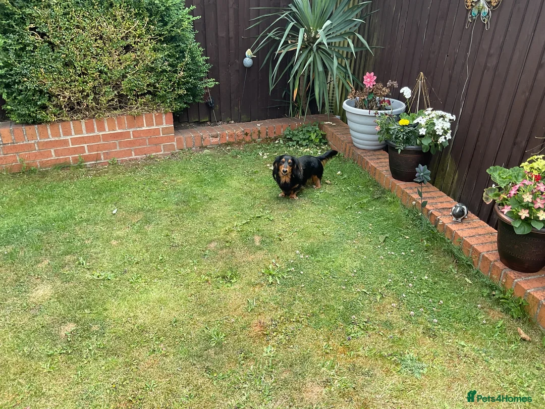 Dachshund dogs for stud: Long haired miniature dachshund  - Advert 11
