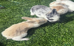 English Lop rabbits for sale: 4x English baby bunny rabbit  - Image 8