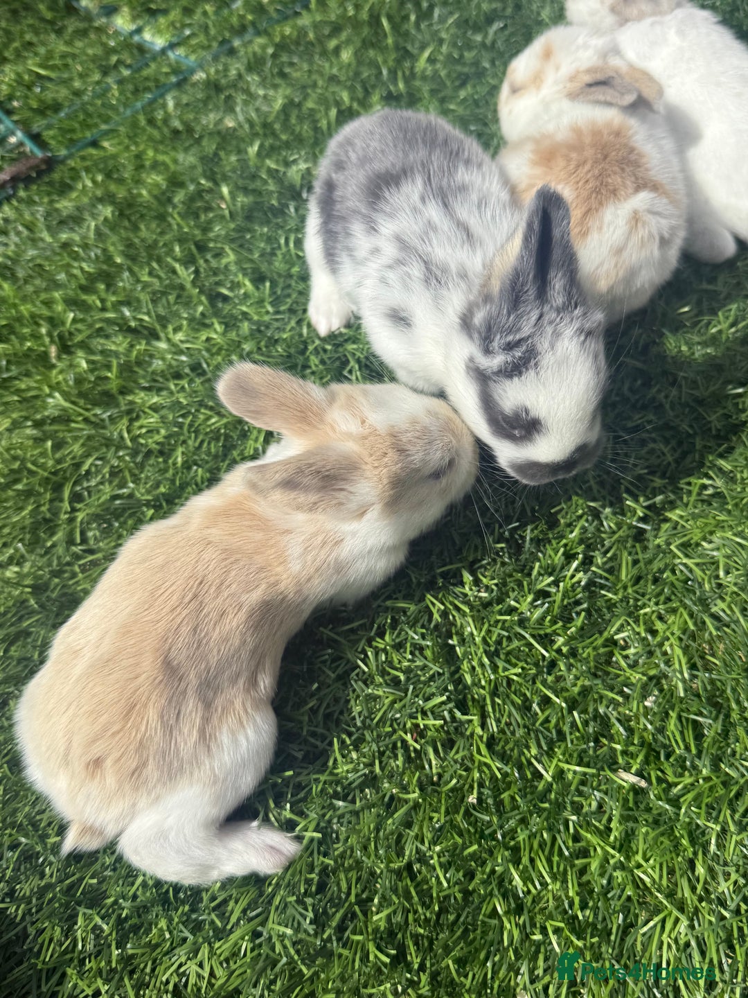 English Lop rabbits for sale: 4x English baby bunny rabbit  - Image 8