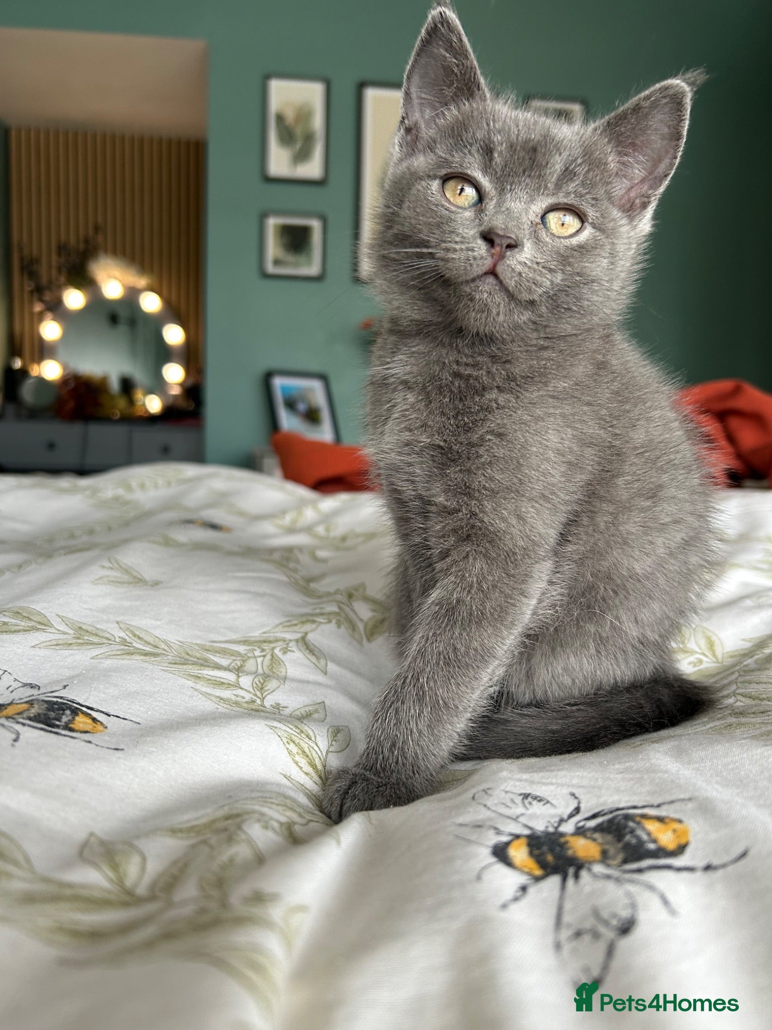 Scottish Fold cats Grey/blue Scottish straight - Advert 7