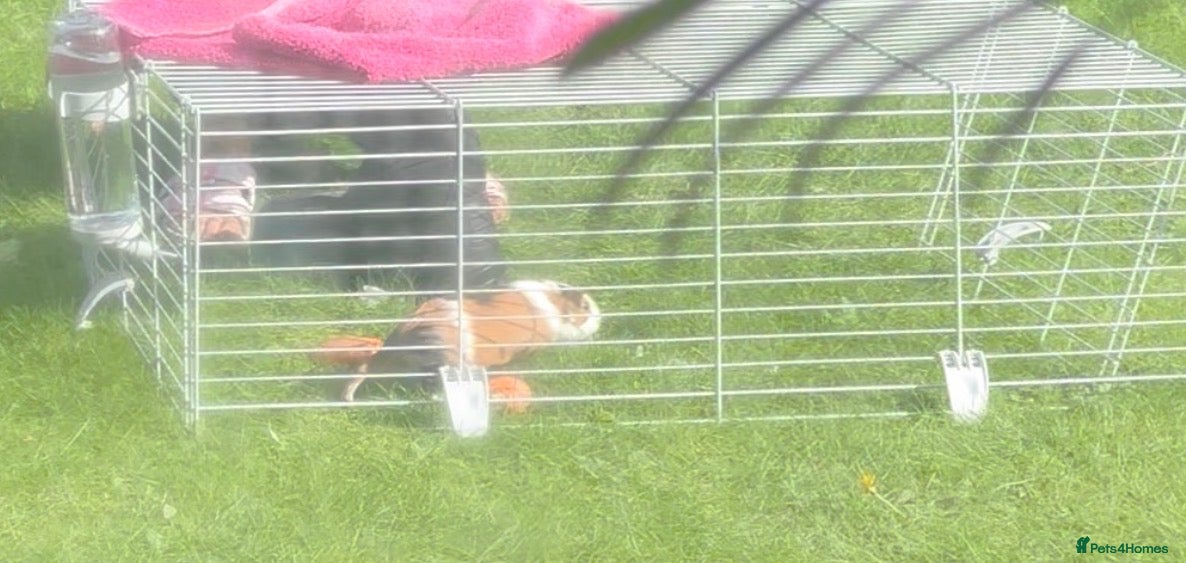Guinea Pig rodents Ginney pigs  - Advert 3
