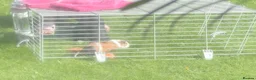 Guinea Pig rodents for sale: Ginney pigs  in Liverpool - Advert 1