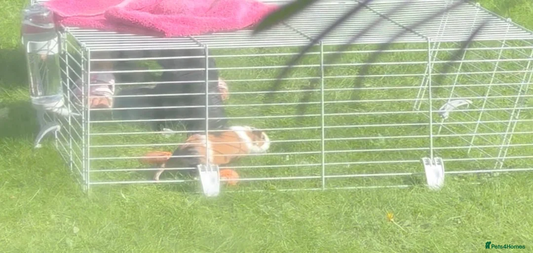 Guinea Pig rodents for sale: Ginney pigs  in Liverpool - Advert 1