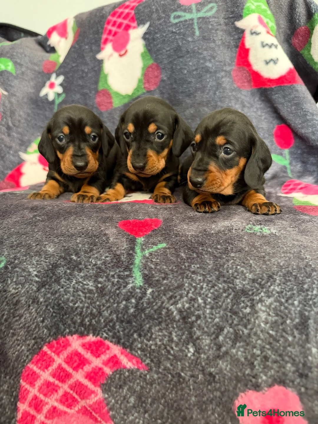 Dachshund dogs for sale: Outstanding champion bred standard smooth pups  - Advert 2