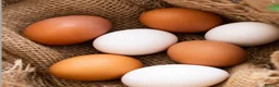 Chickens poultry for sale: 🥚🌿 Premium Organic Free Range Eggs  - Advert 2