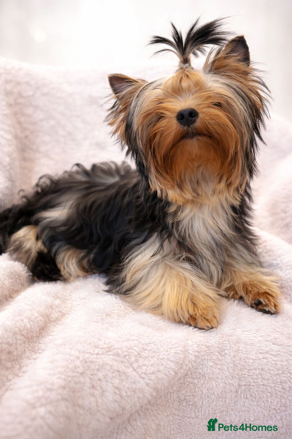 Yorkshire Terrier dogs One beautiful female Available💗🐾 - Advert 4