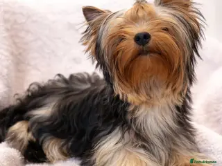 Yorkshire Terrier dogs One beautiful female Available💗🐾 - Advert 4