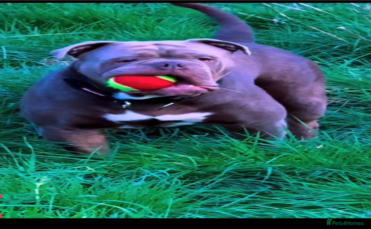 Dorset Olde Tyme Bulldogge dogs - Advert 1