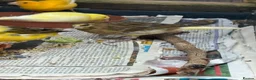 Canaries birds for sale: Fife Canaries - all born this year  - Advert 6